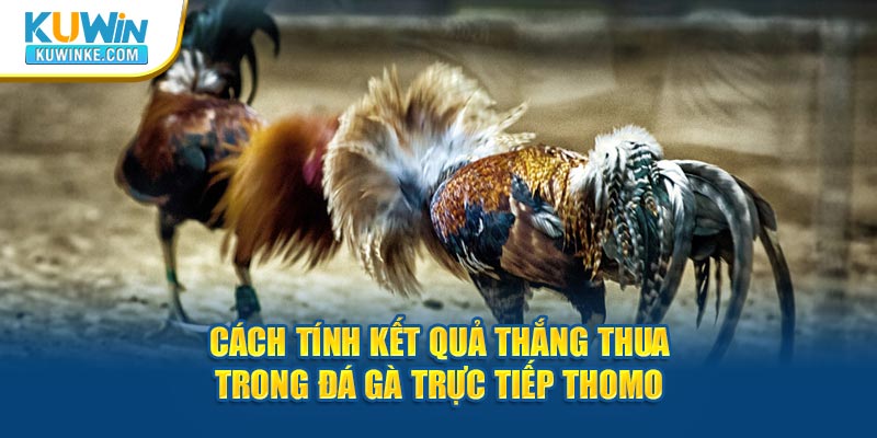 cach-tinh-ket-qua-thang-thua-trong-da-ga-truc-tiep-thomo