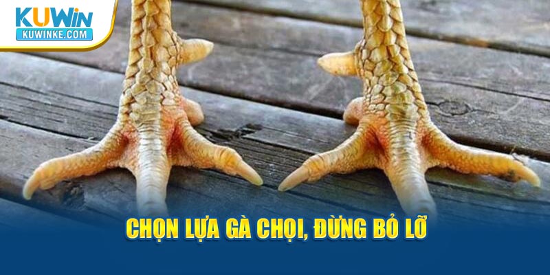 chon-lua-nhung-vay-ga-quy-hiem