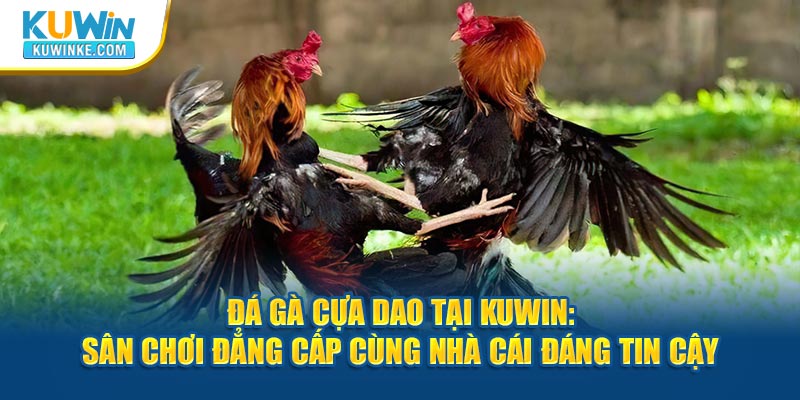 da-ga-cua-dao-tai-kuwin-san-choi-dang-cap-cung-nha-cai-dang-tin-cay