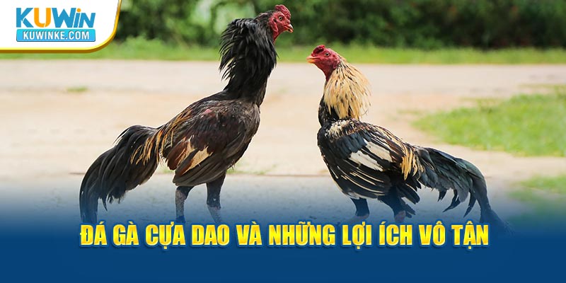 da-ga-cua-dao-va-nhung-loi-ich-vo-tan