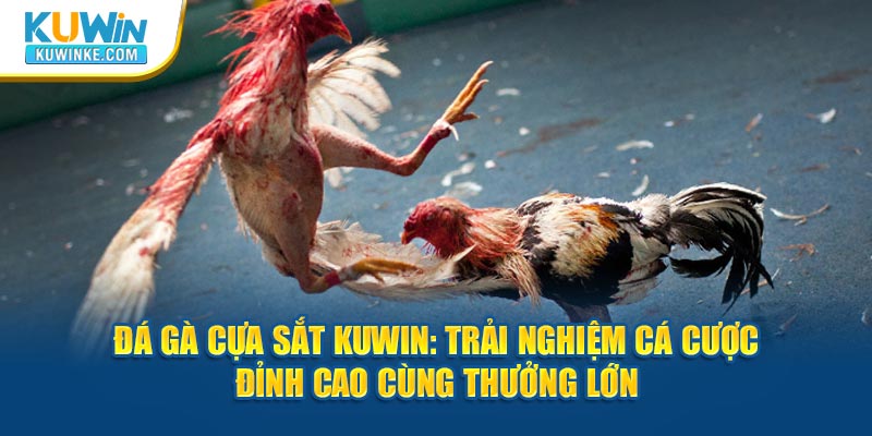 da-ga-cua-sat-kuwin-trai-nghiem-ca-cuoc-dinh-cao-cung-thuong-lon