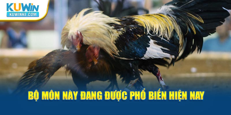 da-ga-truc-tiep-casino-dang-duoc-pho-bien-hien-nay