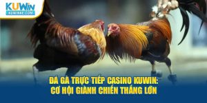 da-ga-truc-tiep-casino-kuwin-co-hoi-gianh-chien-thang-lon