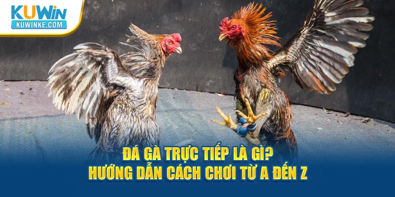 da-ga-truc-tiep-la-gi-huong-dan-cach-choi-tu-a-den-z