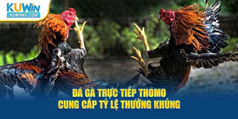 da-ga-truc-tiep-thomo-cung-cap-ty-le-thuong-khung