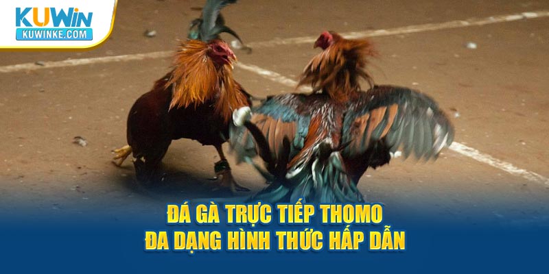 da-ga-truc-tiep-thomo-da-dang-hinh-thuc-hap-dan