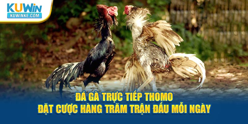 da-ga-truc-tiep-thomo-dat-cuoc-hang-tram-tran-dau-moi-ngay