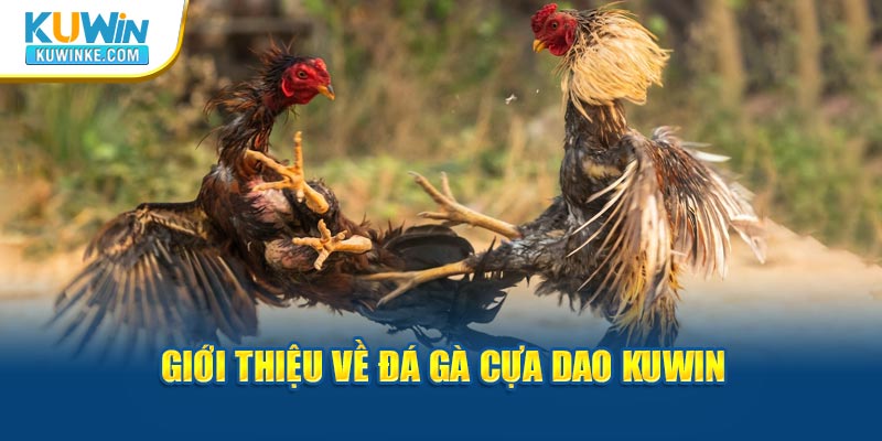 gioi-thieu-ve-da-ga-cua-dao-kuwin