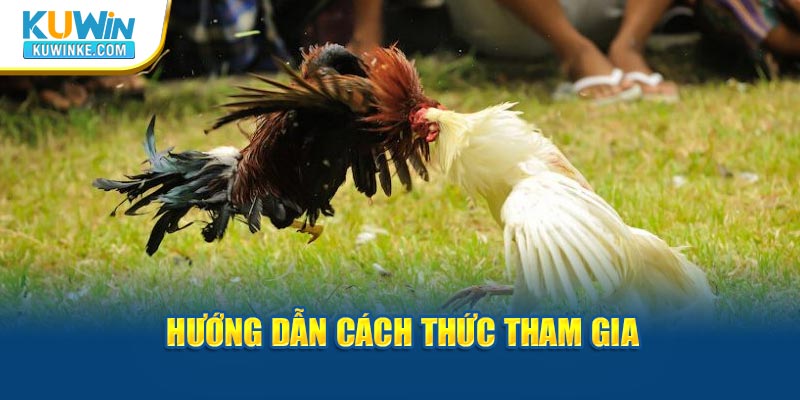 huong-dan-cach-thuc-tham-gia-da-ga-truc-tiep-casino