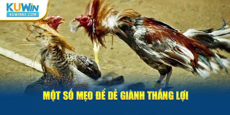 mot-so-meo-de-de-gianh-thang-loi-da-ga-truc-tiep-casino