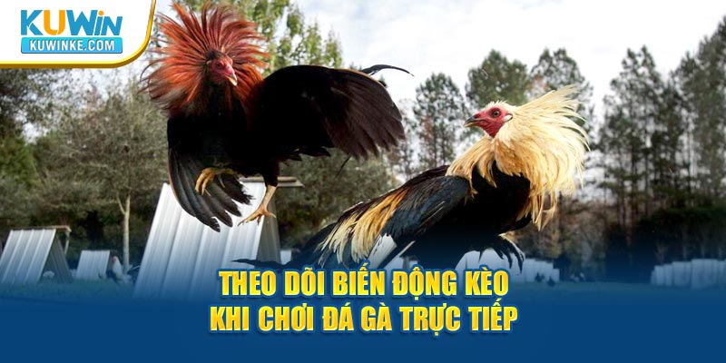 theo-doi-bien-dong-keo-khi-choi-da-ga-truc-tiep