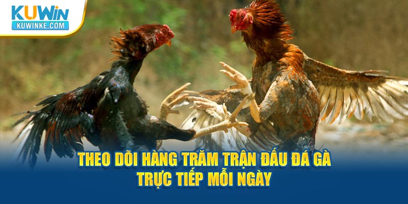 theo-doi-hang-tram-tran-dau-da-ga-truc-tiep-moi-ngay