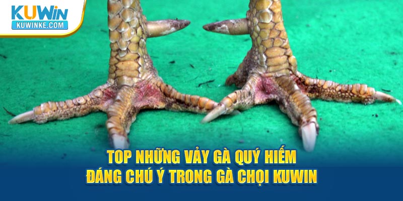 top-nhung-vay-ga-quy-hiem-dang-chu-y-trong-ga-choi-kuwin